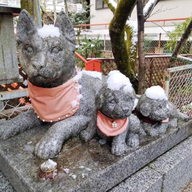 3月ですが雪が降りました。神社のお戌さんたちです。雪の帽子をかぶっているようですね。
#小汐井神社#雪#いぬ#3月#寒い