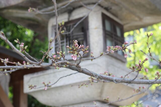今年の桜

蕾が桜色に色づきはじめてます。

予報では、開花予定は４/１(月)だそうです。

#小汐井神社 #桜 #草津 #お花見