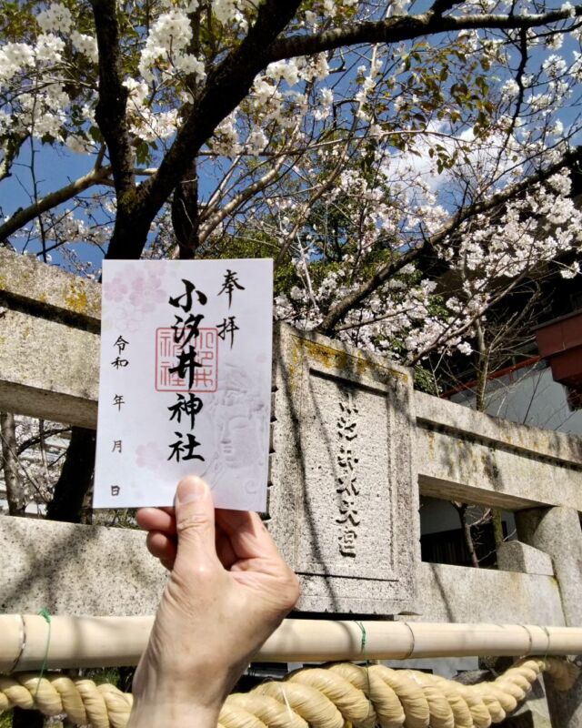 水天宮の桜がずいぶん開いてきました。本日から、四季の御朱印「春」をご用意しています。#小汐井神社#草津#水天宮#御朱印#桜