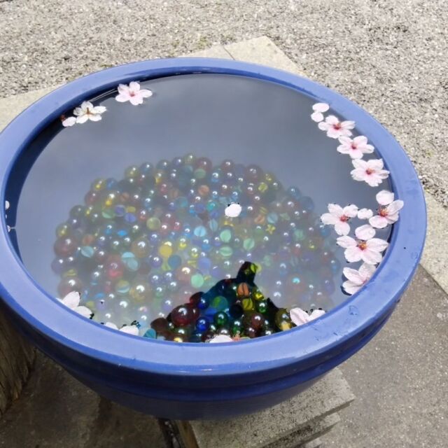 桜も満開になってきました。水みくじ用の鉢も桜満開です。
#さくら#桜満開#神社#お花見#おみくじ#水